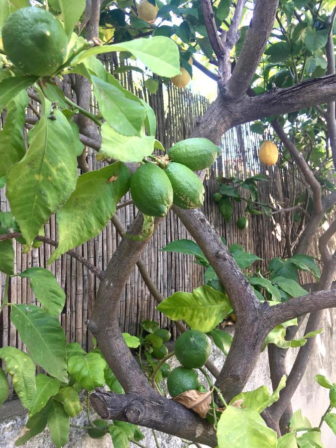 Dans Une Maison, Appartement Independant Et Jardin Perpignan Buitenkant foto